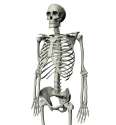 skeleton1-jumbo.jpg