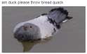 duck pidgeon.jpg