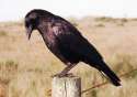 American_Crow_Flickr_3177645376_883afa9b74_o_KK.jpg
