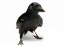 New-Caledonian-crow-second-grade-01.jpg