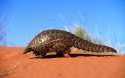 pangolin.jpg