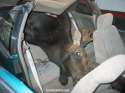 moose-car-accident-1.jpg