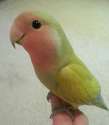 Friendly bird.jpg