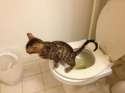 catpooping67.jpg
