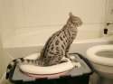 catpooping77.jpg