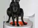 catpooping84.jpg