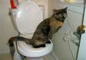 catpooping43.jpg