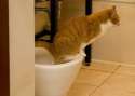 catpooping65.jpg