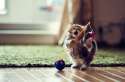 gallery_odd-daisy-cute-kitten-2.jpg