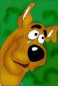 scooby_tear.jpg
