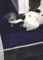 funny-gif-cat-dog-boxing.gif