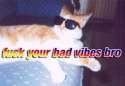 chill_cat.jpg
