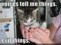 cat-voices.jpg