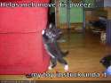 cat-movechair.jpg