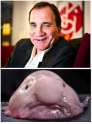 stefan-lofven-blobfish.png