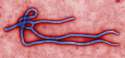 ebola.jpg
