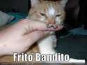 cat-frito.jpg