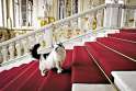 mandatory stairs cat .jpg