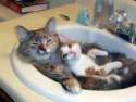 cat-cats-cute-kitty-lovely-Favim.com-437499-300x227.jpg