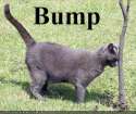 Bump.jpg