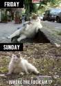 Cats weekend.jpg