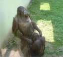 monkey blowjob.jpg