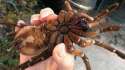 Goliath-Bird-Eating-Spider-3.jpg