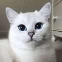 cat-coby02.jpg