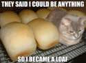 kitteh-loafjpg.jpg