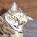 Wasted Cat.jpg