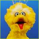 big bird.jpg