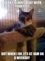 i-dont-always-play-with-your-feet-but-when-i-do-its-at-4am-on-a-weekday.jpg.pagespeed.ce.TR97Qxn5sV.jpg.png