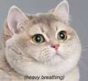 cat breathing.jpg