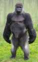 gorilla.jpg