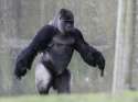 gorilla2.jpg