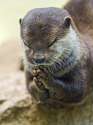 Cute-Praying-Animal-Pictures-3.jpg