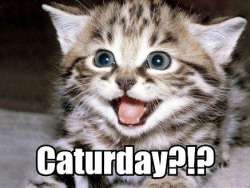 caturday.jpg