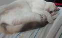 sleepycat.jpg