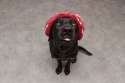 doggo hatimus (1013).jpg