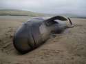 beached-whale-2.jpg