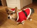 doggo hatimus (979).jpg