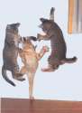 Cat_Dance.jpg