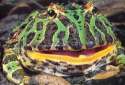 17972Big_mouth_-_pacman_frog.jpg