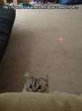 CatWisedUp.jpg