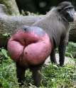monkey-ass_weird_animal_pictures.jpg