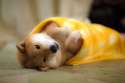 comfy_by_marustagram-d81jp9k.jpg