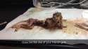 school dissection nuts.jpg