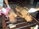 child-dead1.jpg