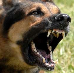 bark.jpg