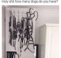 dogs.jpg